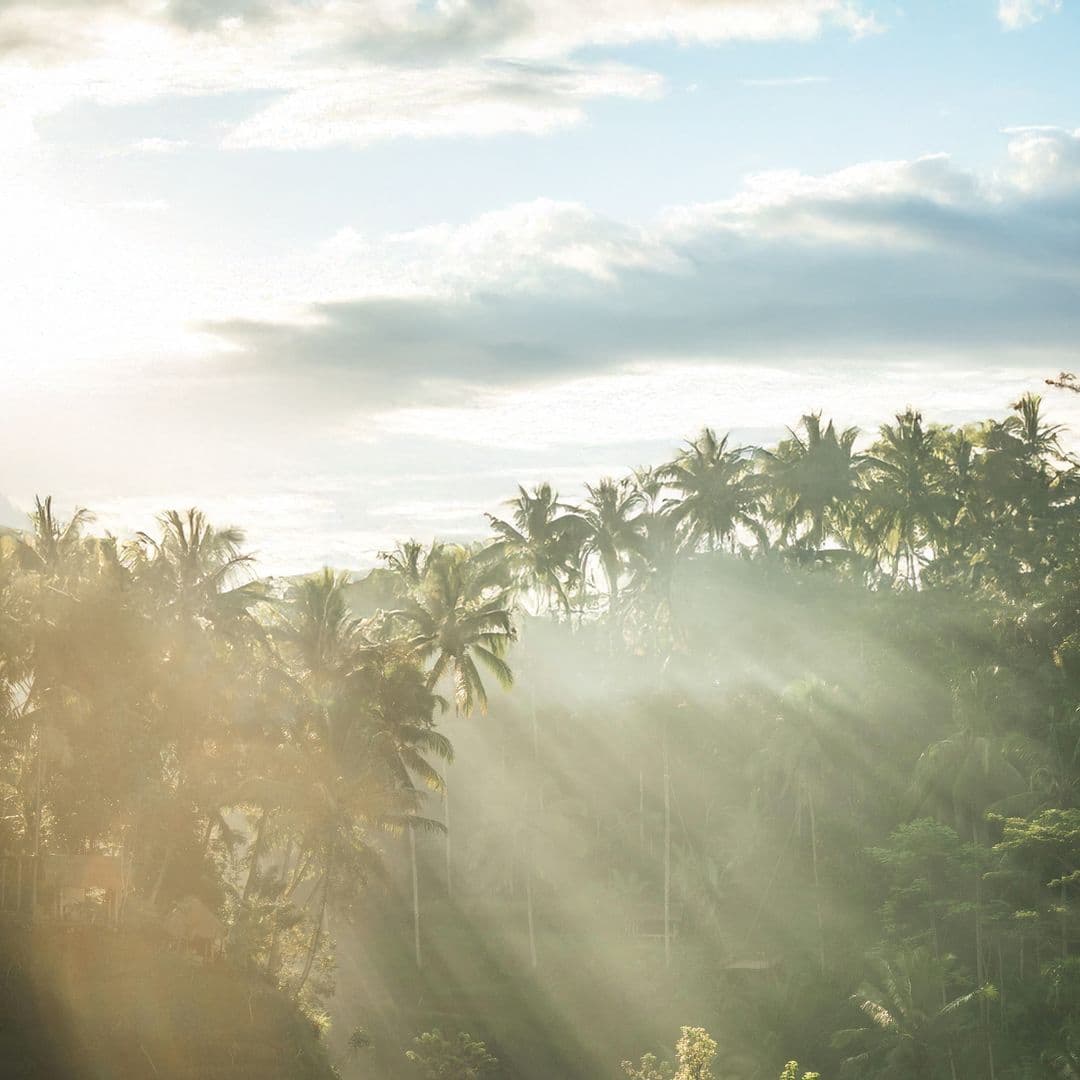 Morning light breaking through palms over Balinese rice terraces near Pererenan